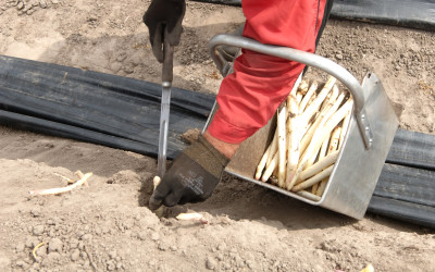 Gewasdag asperge en boomkwekerij