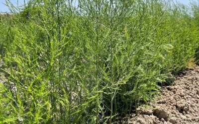 Op bezoek bij onze Spaanse percelen - Teboza 100% Asparagus